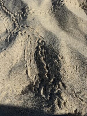 IMG_7483.jpeg